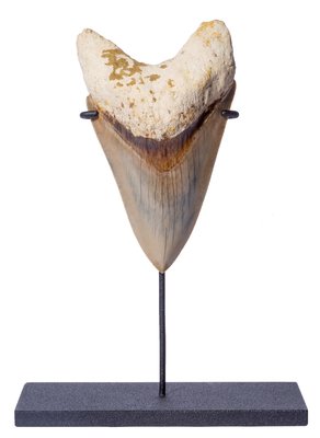 Museum quality megalodon tooth 12,6 cm (4.96