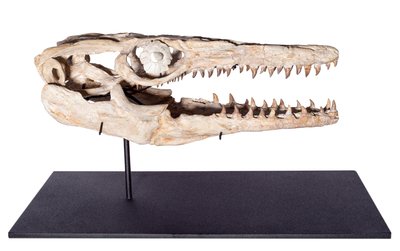 Halisaurus sp. skull