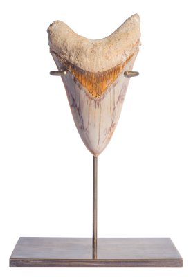 Museum quality megalodon tooth 12,1 cm (4.76