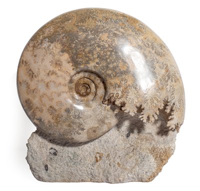 Ammonite Euhoploceras (sonninia) modestum