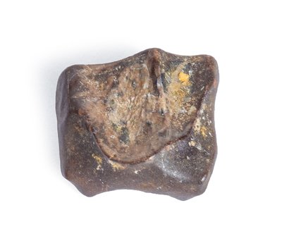 Triceratops tooth