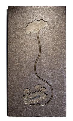 Sea lily (crinoidea)