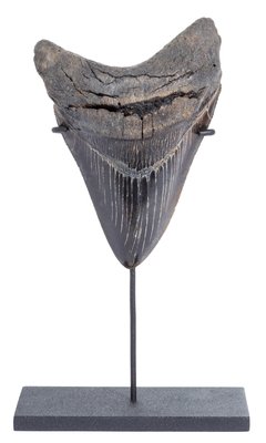 Collector quality megalodon tooth 13,5 cm (5.31