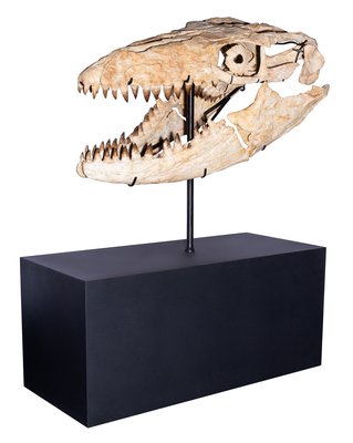 Prognathodon sp. skull