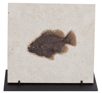 Fish Priscacara sp. 
