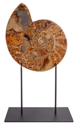 Ammonite Cleoniceras sp.