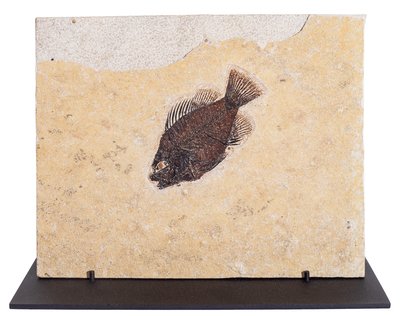 Fish Priscacara sp. 