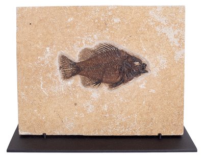 Fish Priscacara sp. 
