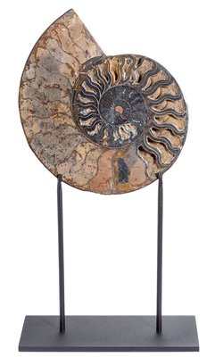 Ammonite Cleoniceras sp. 