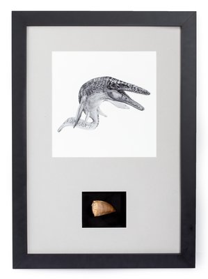 Mosasaurus tooth panel