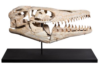  Prognathodon sp. skull