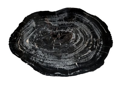Petrified wood slice