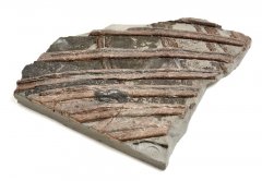 Ichthyosaurs ribs