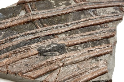 Ichthyosaurs ribs