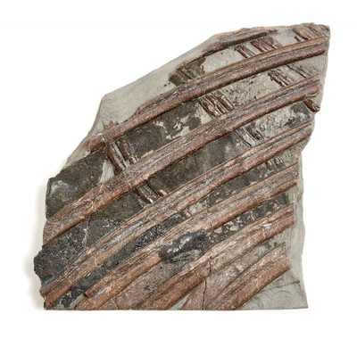 Ichthyosaurs ribs
