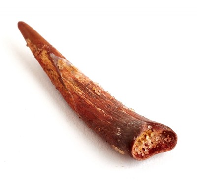 Pterosaur tooth Siroccopteryx marocensis