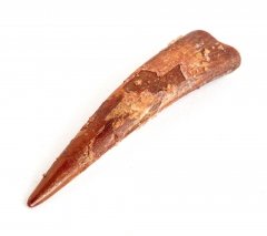 Pterosaur tooth Siroccopteryx marocensis