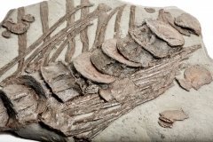 Ichthyosaurs ribs and spine