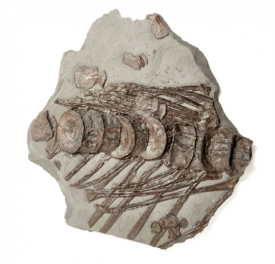 Ichthyosaurs ribs and spine