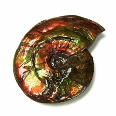 Ammolite ammonite Placenticeras costatum
