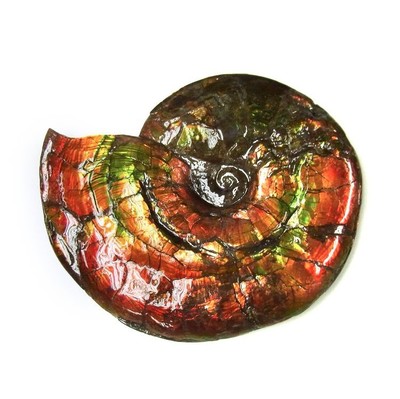 Ammolite ammonite Placenticeras costatum