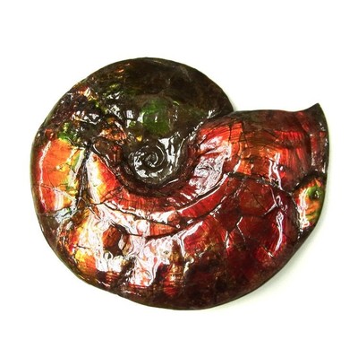 Ammolite ammonite Placenticeras costatum