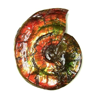 Ammolite ammonite Placenticeras costatum