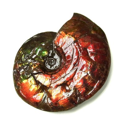 Ammolite ammonite Placenticeras costatum