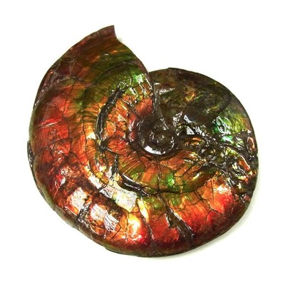 Ammolite ammonite Placenticeras costatum