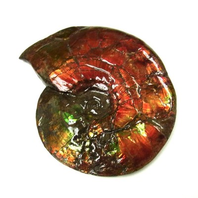 Ammolite ammonite Placenticeras costatum