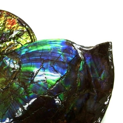 Ammolite ammonite Placenticeras costatum