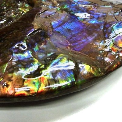 Ammolite ammonite Placenticeras costatum