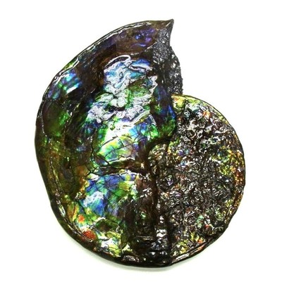 Ammolite ammonite Placenticeras costatum