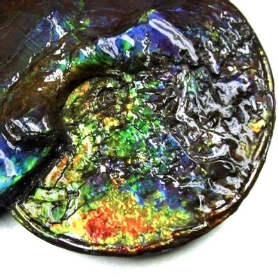 Ammolite ammonite Placenticeras costatum