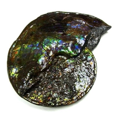 Ammolite ammonite Placenticeras costatum