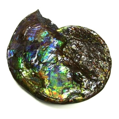 Ammolite ammonite Placenticeras costatum