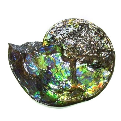 Ammolite ammonite Placenticeras costatum