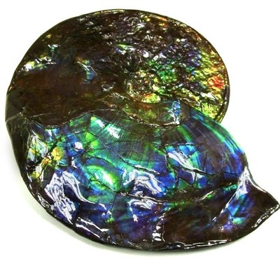 Ammolite ammonite Placenticeras costatum
