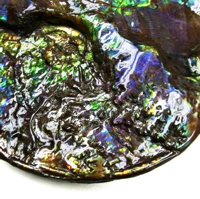 Ammolite ammonite Placenticeras costatum