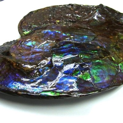 Ammolite ammonite Placenticeras costatum