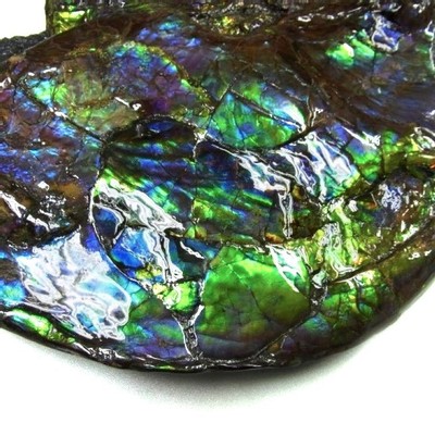 Ammolite ammonite Placenticeras costatum