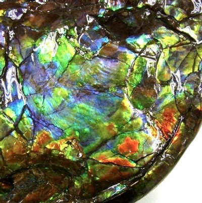 Ammolite ammonite Placenticeras costatum