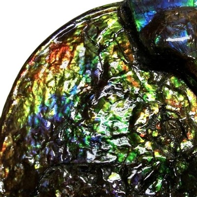 Ammolite ammonite Placenticeras costatum