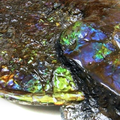 Ammolite ammonite Placenticeras costatum