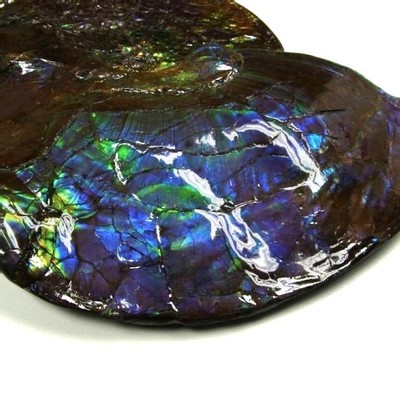 Ammolite ammonite Placenticeras costatum