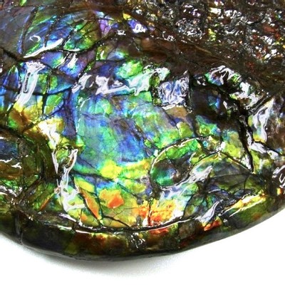 Ammolite ammonite Placenticeras costatum