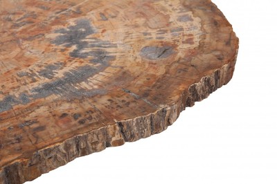 Petrified wood slice