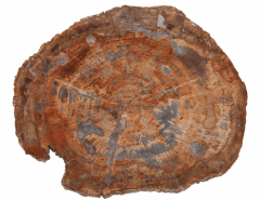 Petrified wood slice