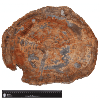 Petrified wood slice