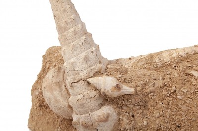 Mollusk shell Campanile giganteum